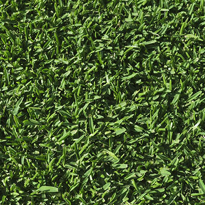 Matilda-Buffalo Matilda buffalo turf