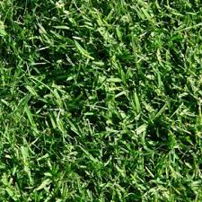 Santa-Ana-Couch Santa Ana couch turf