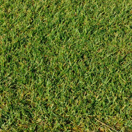 kikuyu Kikuyu turf