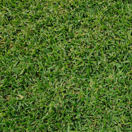 kings-pride-buffalo Kings Pride buffalo turf