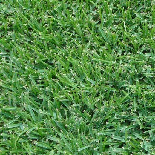 sapphire-buffalo Sapphire buffalo turf