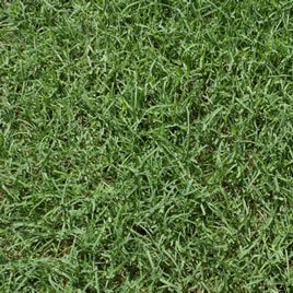 wintergreen-couch Wintergreen couch turf