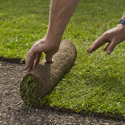 Rollrasen Freshly laid green lawn turf
