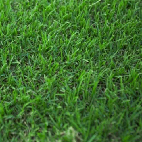 Expres Couch Expres couch turf