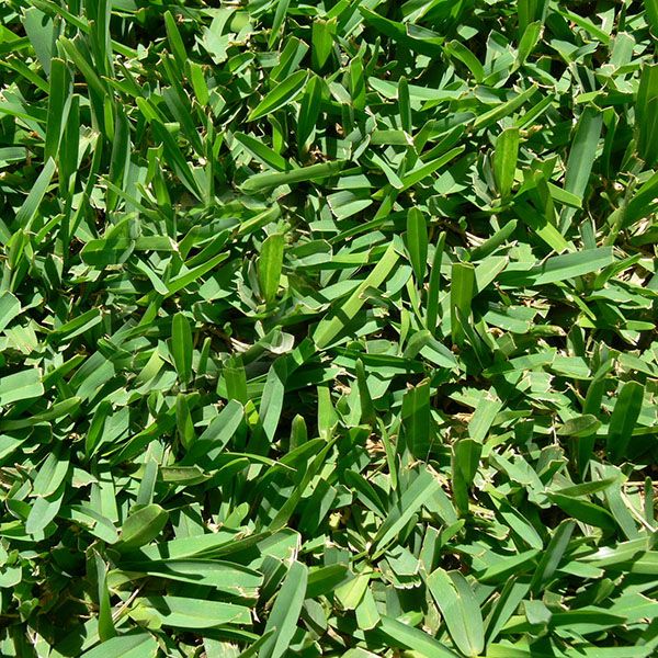 Sir Walter DNA Certified buffalo turf