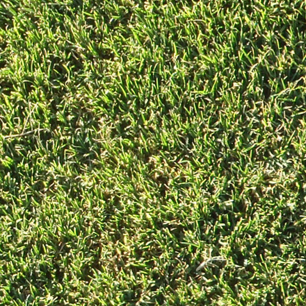 OLYMPUS DIGITAL CAMERA Grand Prix couch turf
