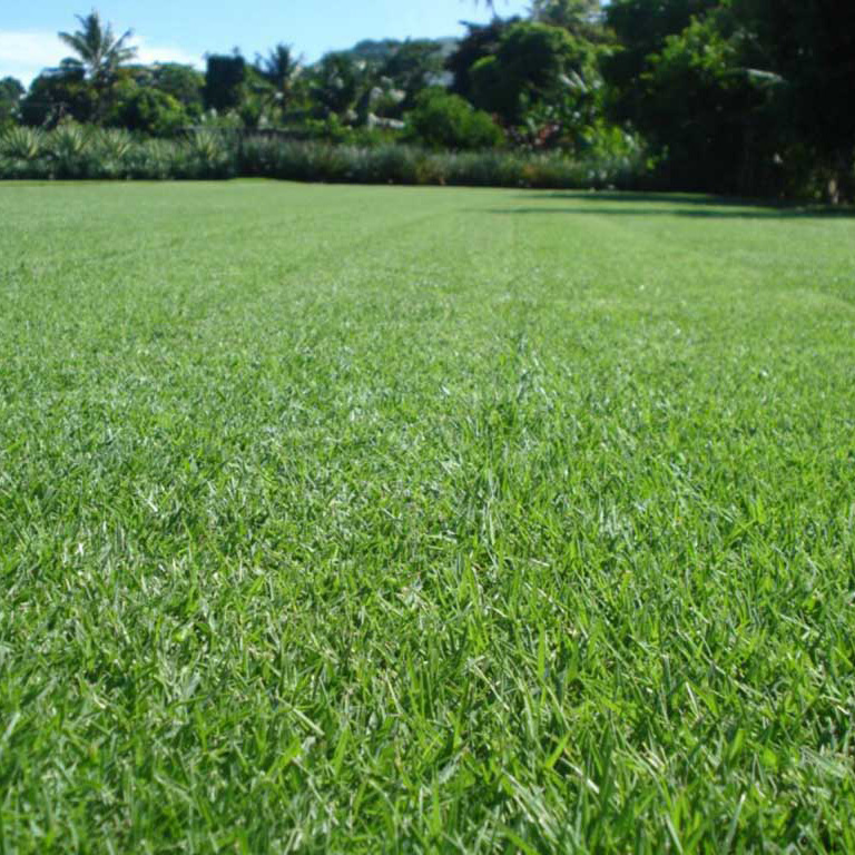 shadetuff-2 ShadeTuff shade-tolerant turf